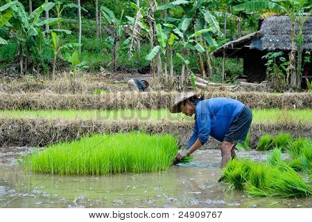 a farmer preparing rice crop to be planted