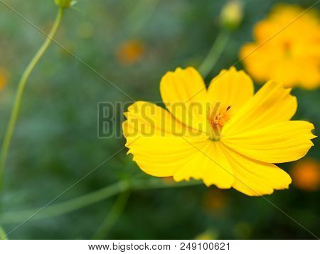 Beautiful Yellow Starship Flowers In The Garden