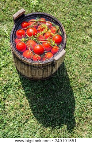Pickled tomatoes with herbs in the wooden cask.