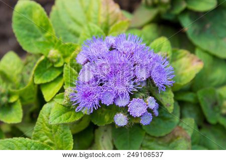 Ageratum Houstonianum Mill Flossflower Bluemink Blueweed Mexican Paintbrush With Leaves In The Garde