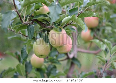 Okanagan jablka na stromě