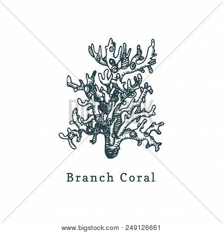 Branch Coral Vector Illustration. Drawing Of Sea Polyp On White Background.