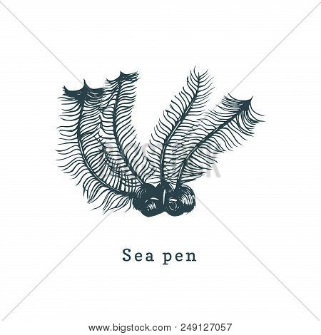 Sea Pens Vector Illustration. Drawing Of Coral Polyp On White Background.