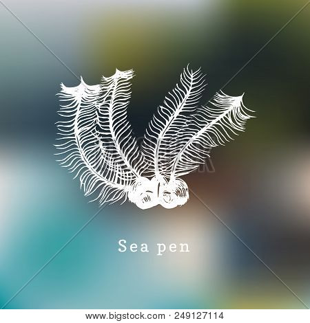 Sea Pens Vector Illustration. Drawing Of Coral Polyp On Blurred Background.
