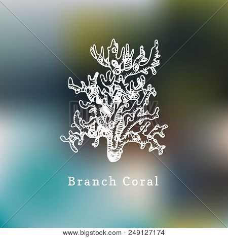 Branch Coral Vector Illustration. Drawing Of Sea Polyp On Blurred Background.