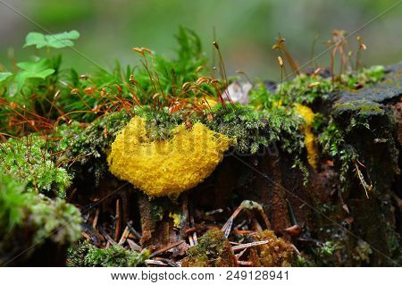 Fuligo Septica On Tree Stump, Known As Scrambled Egg Slime Or Dog Vomit Slime Mold