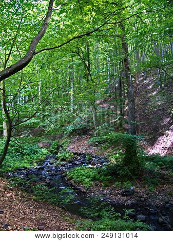 A Small Dodgy Mountain River Flowing Along The Forest Slope Against The Background Of High Deciduous