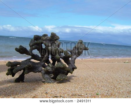 Coralli sulla spiaggia