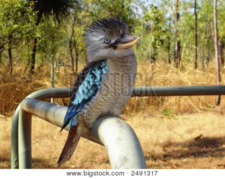 Kookaburra
