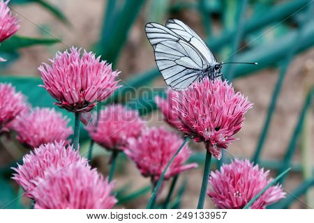 Beautiful White Butterfly On A Pink Flower. The Insect Is Close-up. Bright Photo.