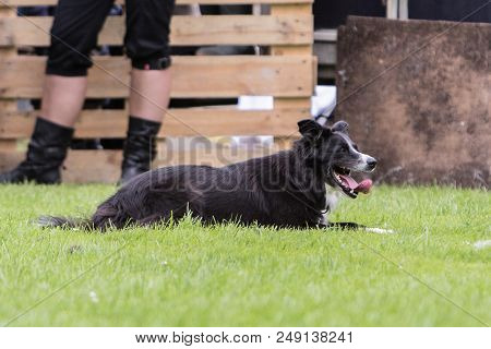 Border Collie Dog In Flyball Contest In Belgium