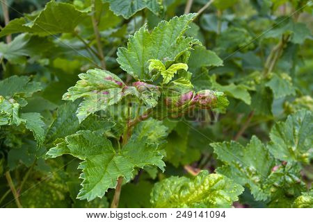 Ill Leaves Of Red Currant Infected By Gallic Aphids