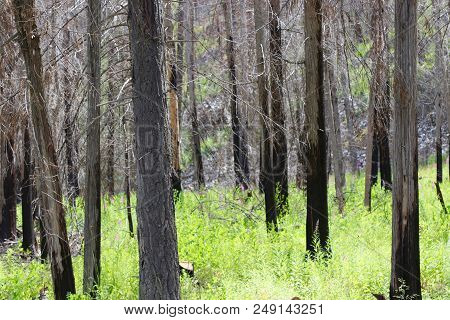 Burnt Trees Growing Back After Forrest Fire In Montana