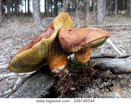 Mushroom Brown Boletus On Stump In Forest, Boletus Badius