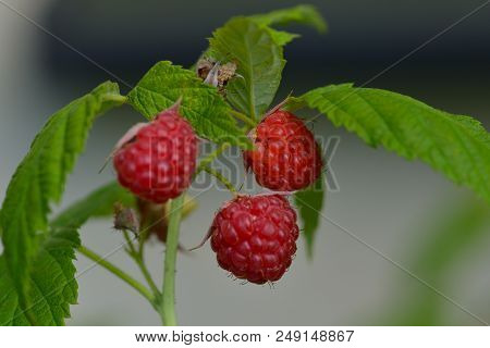 Rubus idaeus (raspberry, also called red raspberry or occasionally as European raspberry in a garden