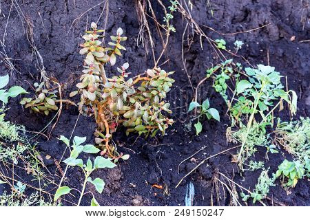 Close Up Green Sprouts Of Crassula Plant In Ground