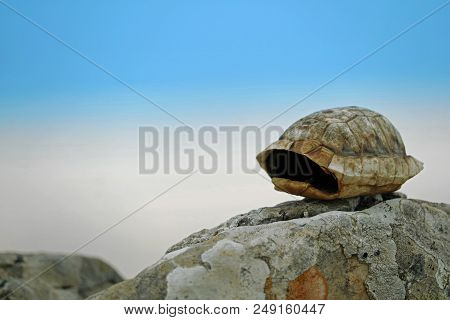 Empty Little Turtle Shell Of Testudo Hermanni On Stone With Blue Cloudy Sky In Background.