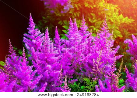 Bright And Colorful Flowers Astilba
On The Background Of Spring Landscape.