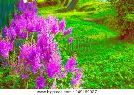 Bright And Colorful Flowers Astilba
On The Background Of Spring Landscape.