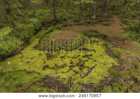 Slavkovsky Les Mountains In Summer Sunny Nice Morning Near Smradoch Yellow Spa