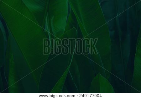 Green Tropical Leaves Background. Leaf Texture, Nature Dark Green Background