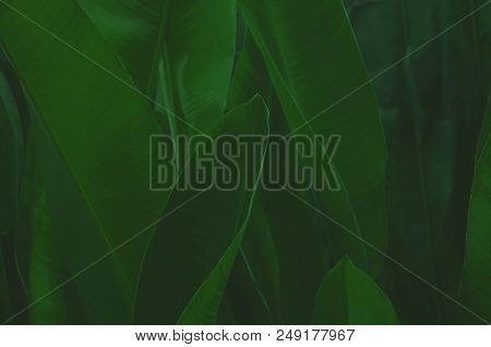 Green Tropical Leaves Background. Leaf Texture, Nature Dark Green Background