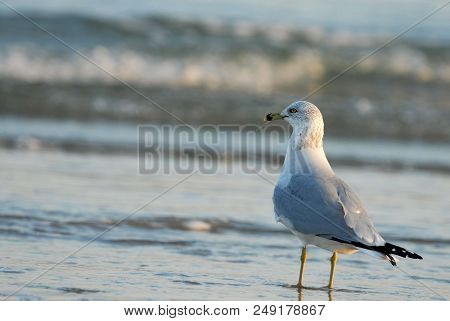 A Ring-billed Gull Enjoying An Afternoon At The Beack On Padre Island National Seashore.
