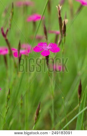 Spring Flower Forest Dianthus (dianthus Sylvaticus) Is A Perennial, Herb Legally Protected