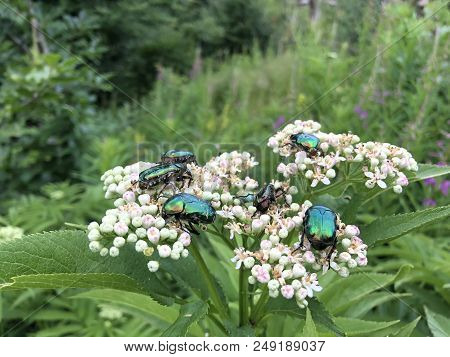 A Herd Of Beetles Of Green Beetles Cetoniinae On White Flower.