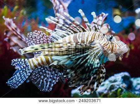 Close Up On A Red Lionfish - Coral Reef Fish