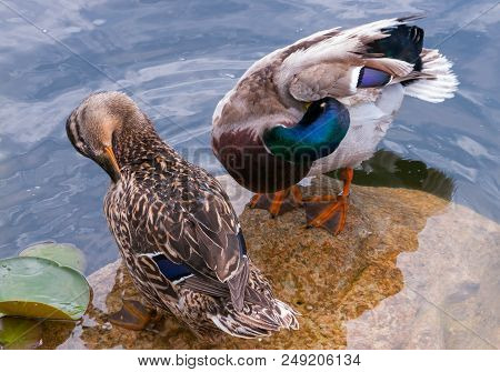Gorgeous With Shiny Feathers Uchi Emerged From The Water On The Stone To Be Cleaned
