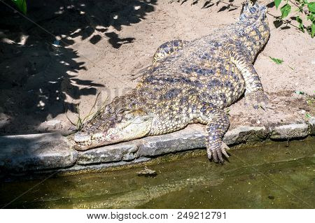 Crocodile Close-up Lies Near Water On River, Lake In Nature