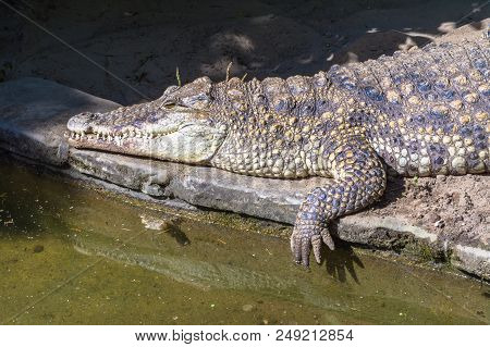 Crocodile Close-up Lies Near Water On River, Lake In Nature