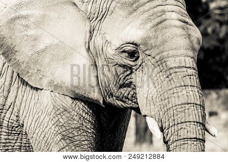 Elephant Close-up With Sad Expression. The Head Of An Elephant Close-up. Vintage, Grunge Old Retro S