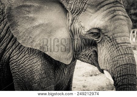 Elephant Close-up With Sad Expression. The Head Of An Elephant Close-up. Vintage, Grunge Old Retro S