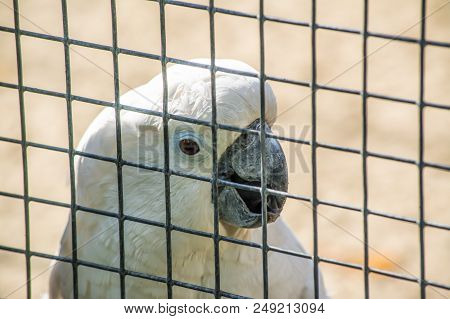 White Cockatoo Parrot In A Cage In The Zoo
