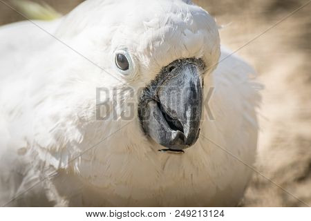 White Parrot Cockatoo With A Cheerful Mood Close-up. Sulphur-crested Cockatoo In Nature Closeup.