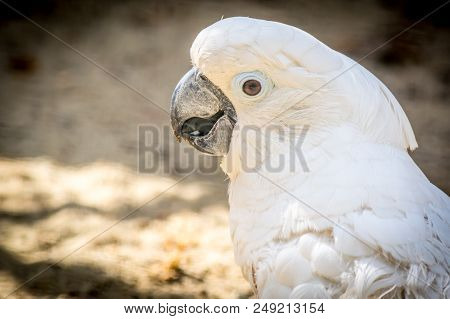 White Parrot Cockatoo With A Cheerful Mood Close-up. Sulphur-crested Cockatoo In Nature Closeup.