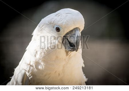 White Parrot Cockatoo With A Cheerful Mood Close-up. Sulphur-crested Cockatoo In Nature Closeup.