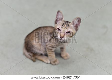 Cat Eyes Infection / Eye Health Care / Little Cat
