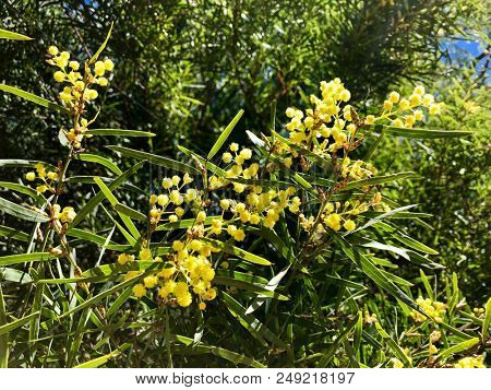 Flinders Range Wattle flower with brown-tipped bracts, also called Willow-leaved Wattle growing in Australia