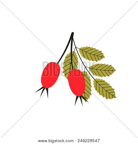 Vector Illustration Of Rosehip. Vector Rosehip Branch.