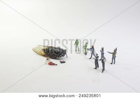 A Tiny Police Face On The Monster Cicadidae