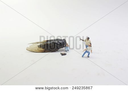 A Street Fight With The Monster Cicadidae