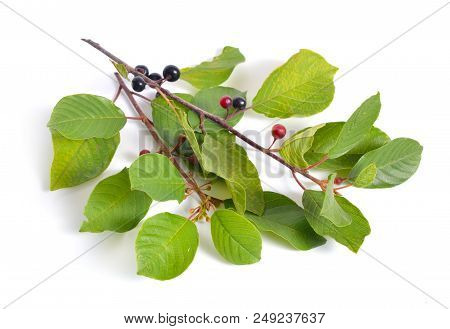 Frangula Alnus, Commonly Known As The Alder Buckthorn, Glossy Buckthorn, Or Breaking Buckthorn. Isol