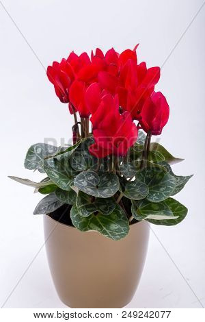 The Persian Cyclamen Flower Isolated On White Background