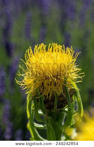Blooming Yellow Star-thistle Flowers On Lavender Field Background