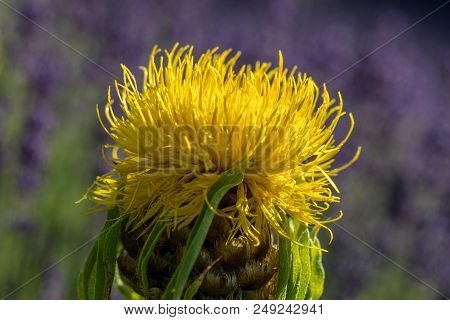 Blooming Yellow Star-thistle Flowers On Lavender Field Background
