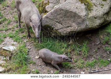 Babirusa Celebes (babyrousa Babyrussa) Endangered Animal Species. Female Buru Bairusa And Young Pigl