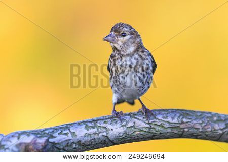 Goldfinch Sits On A Beautiful Dry Branch, Wildlife And Animals